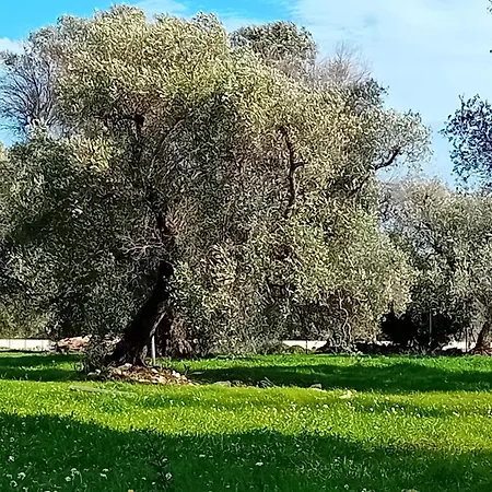 Trulli Chirulli צ'לייה מספיקה
